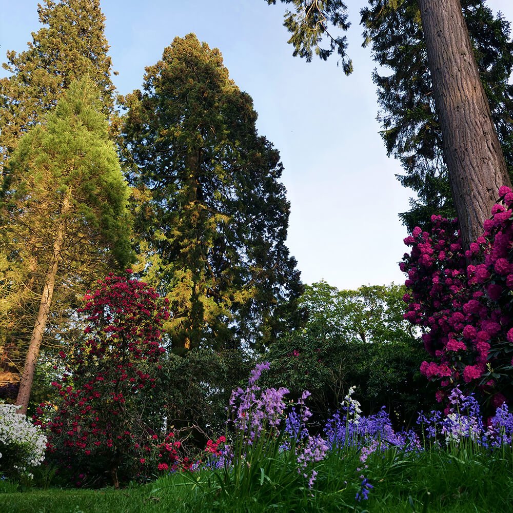Sequoias and Flowers in The Grove
