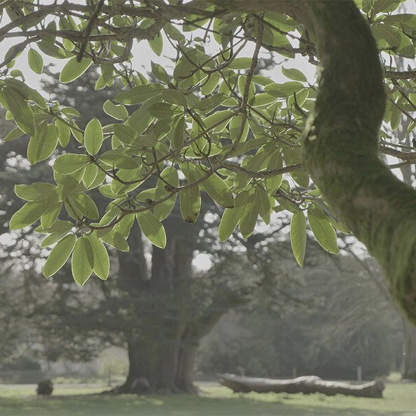 Brockwood Park Trees